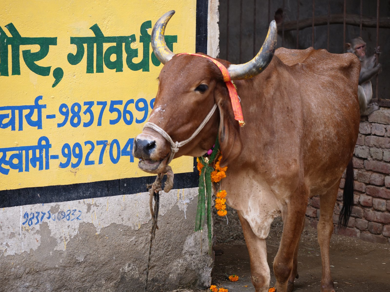  89 Gopashtami Radha kunda Govardhan 19.11.04